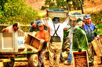 Harvest Time