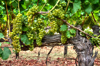 Sauvignon Blanc Glory