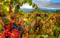 Syrah Seas