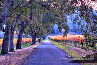 Vineyard View Driveway 2
