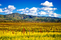 Stags Leap Mustards