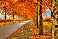 Fall Leaves 2
