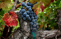 Peju Tranquil Merlot