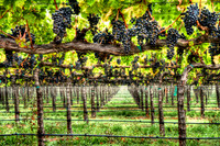 Cabernet Abundance