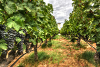 Mondavi Summer Collection
