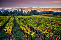 Schramsberg Vines