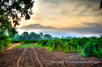 Harvest Mist 1