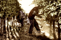 Sunrise Pickers_sepia