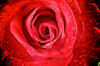 Red Rose Universe
