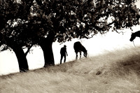 The Horse Whisperer 6