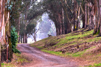 Eucalyptus Road