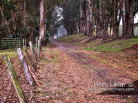 Eucalyptus road 3