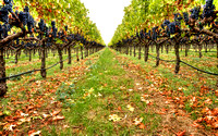 Ripe Vineyards Perspective