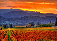 Vintner's Sunset
