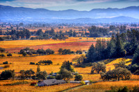 Napa Gold
