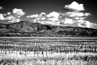 Stags Leap Mustards B&W