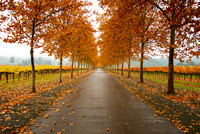 Fall Leaves