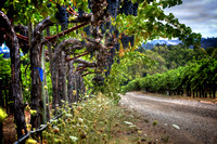 Merlot Arches
