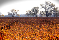 Silver Oak Deep Fall