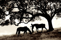 The Horse Whisperer 14