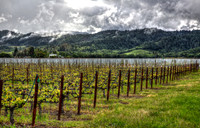 Mondavi Spring Vista