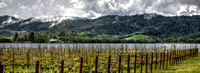 Mondavi Spring Vista_pan