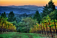 Schramberg Vineyard Vista