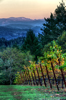 Schramsberg Vista_vert