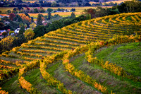 Chandon Fall Circle