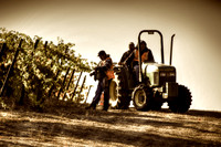 Trefethen Mountain Harvest