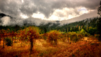 Vineyard In The Giants