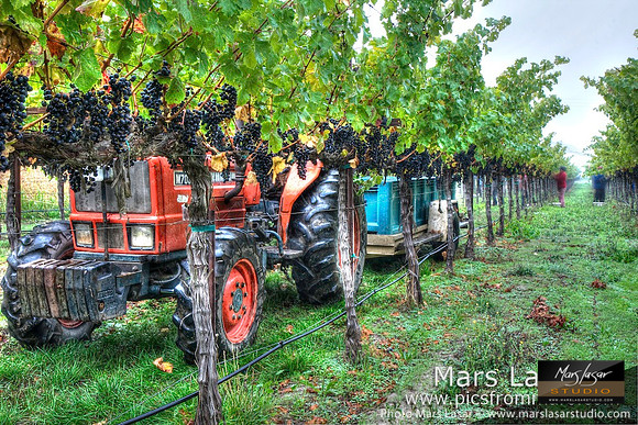 Foggy Morning Harvest
