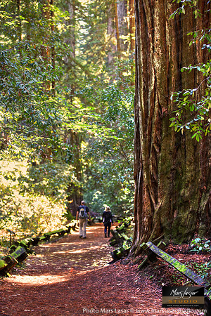 A Walk In The Redwoods