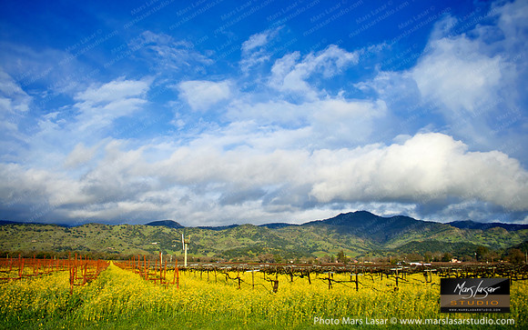 Sunny Mustard Fields