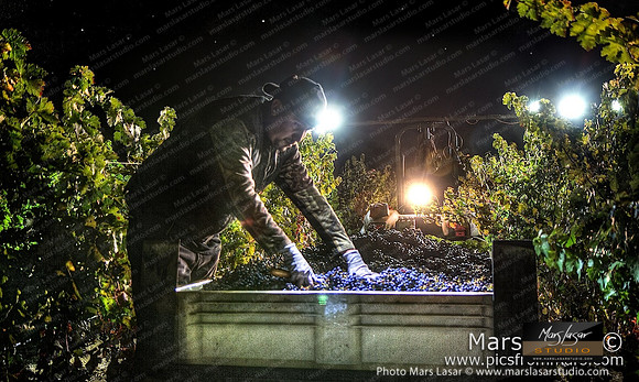 Peju Night Harvest