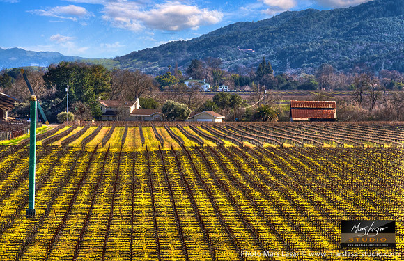 Rutherford Spring Afternoon