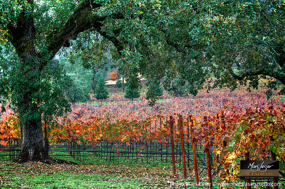 Fall In Calistoga