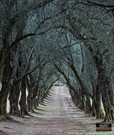 Olive Tree Tunnel