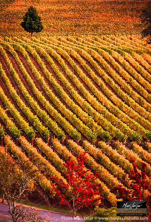 Just One Tree_enhanced