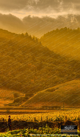 French Laundry Vista_vert