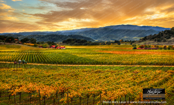 Vintner's Dream
