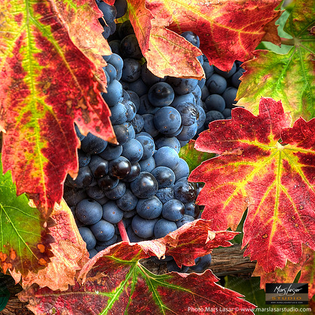 Yount Mill Harvest_sq