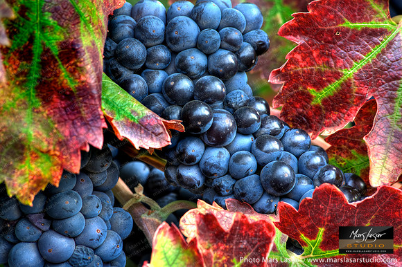 Yount Mill Harvest 2