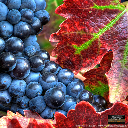 Yount Mill Harvest _sq