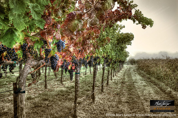 Cabernet Morning Dew
