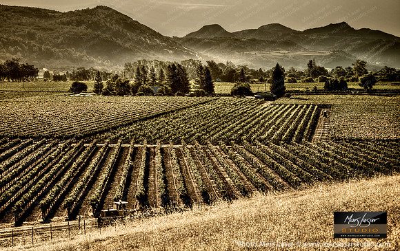 Fields of Fortune_sep