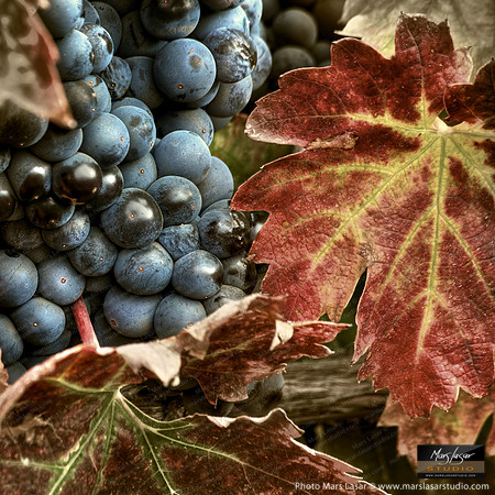 Zinfandel Harvest_sep