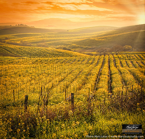 Magic Valley Mustards2 copy 2