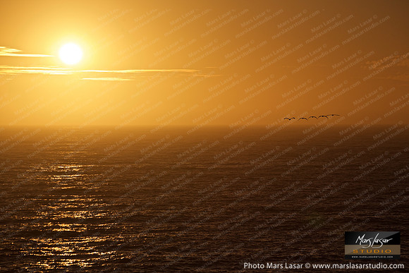 Golden Pelicans
