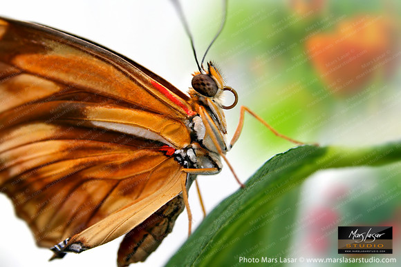 Butterfly Song